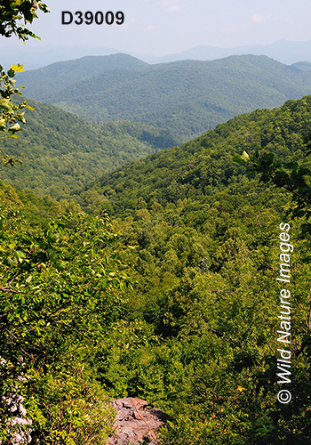 Mixed Blue Ridge forest in Chattahoochee National Forest